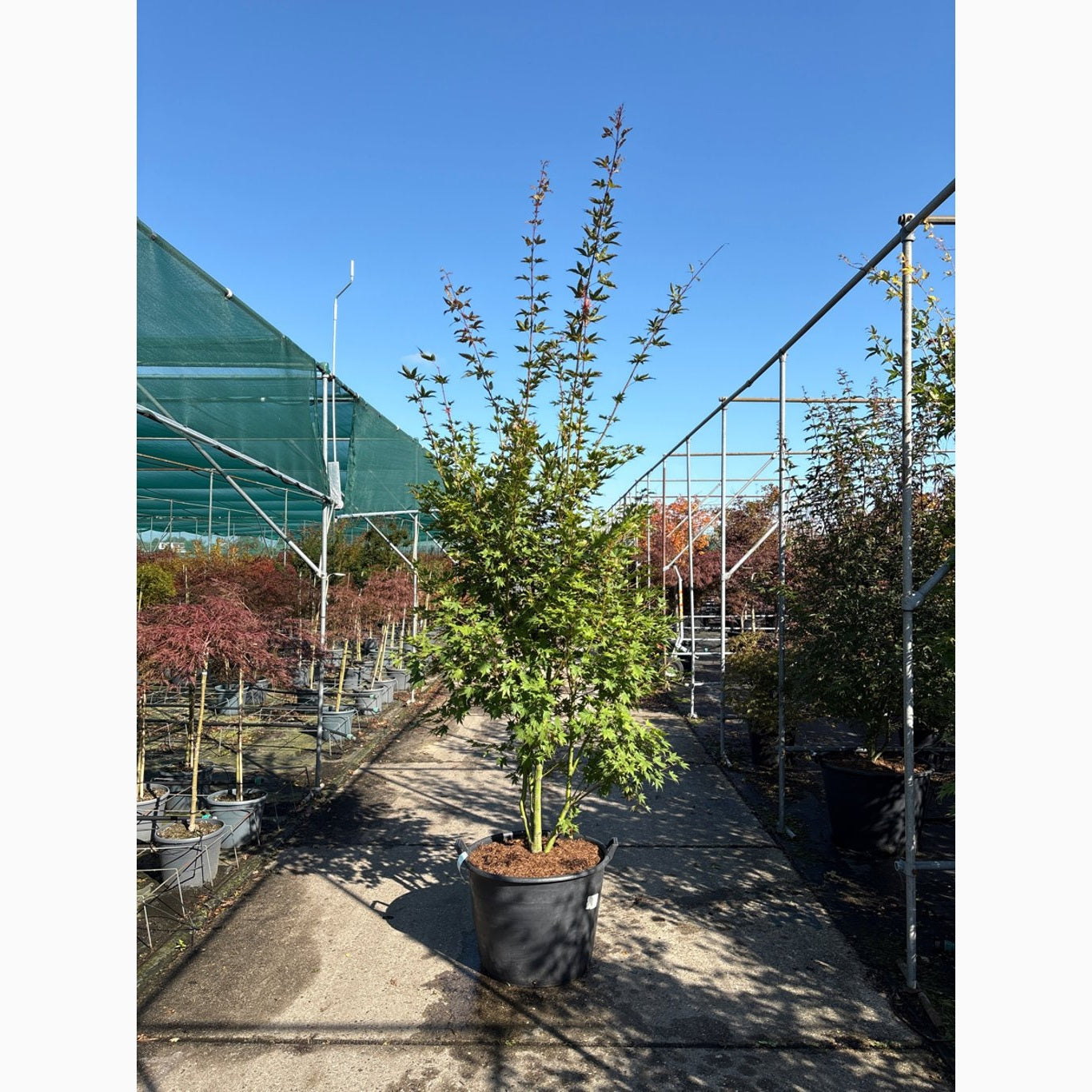 Japansk lönn – Acer pal. 'Brown Sugar' - 250-275 CM in Cont.